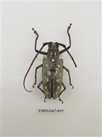 藏品(大衛大天牛)的圖片